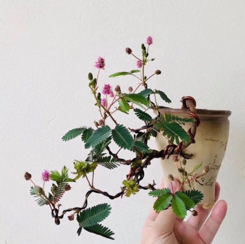 Cây Xấu hổ (mắc cỡ/ trinh nữ) bonsai