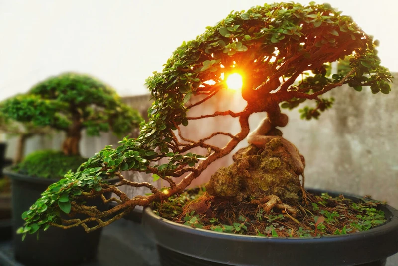 5 điều bạn cần biết trước khi mua cây bonsai đầu tiên