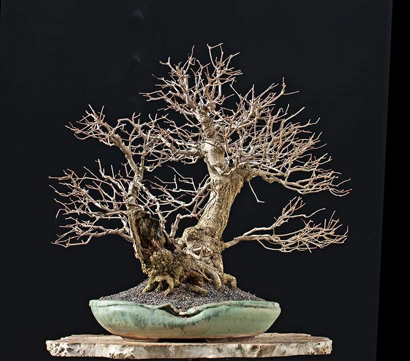 Vì sao cây bonsai rụng lá vào mùa Đông?