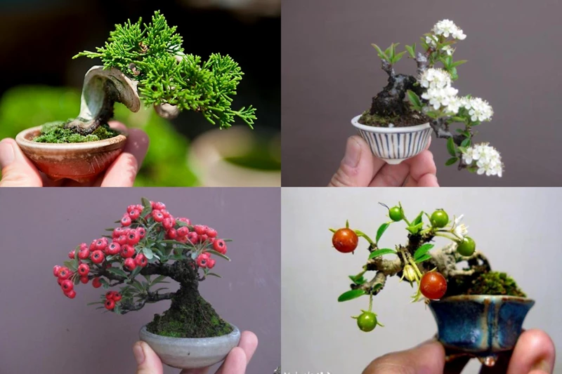 Chùm ảnh: Ngắm nhìn top 10 cây bonsai mini nhỏ nhất thế giới