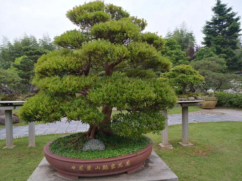 Cây bonsai có mấy loại? Các dáng cây bonsai phổ biến