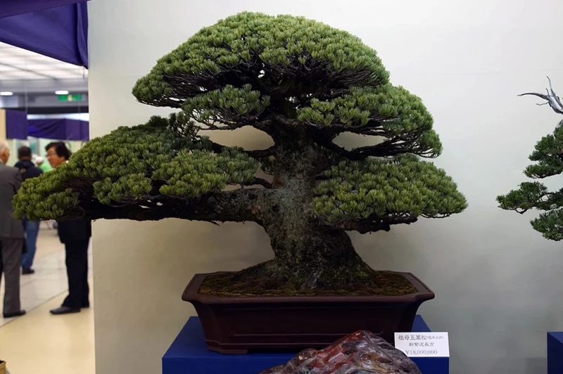 Những tuyệt tác bonsai đắt nhất, có cây lên tới gần 4 tỷ đồng