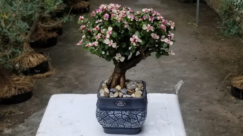 Cây ngọc bích bonsai: Cách trồng và chăm sóc