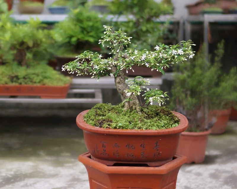 Kỹ thuật chăm sóc cây bonsai mai chiếu thủy