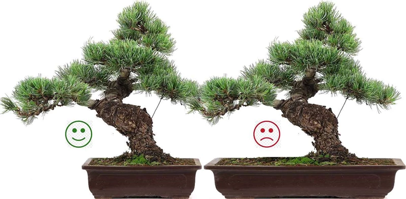 Bí quyết lựa chọn chậu cây bonsai phù hợp