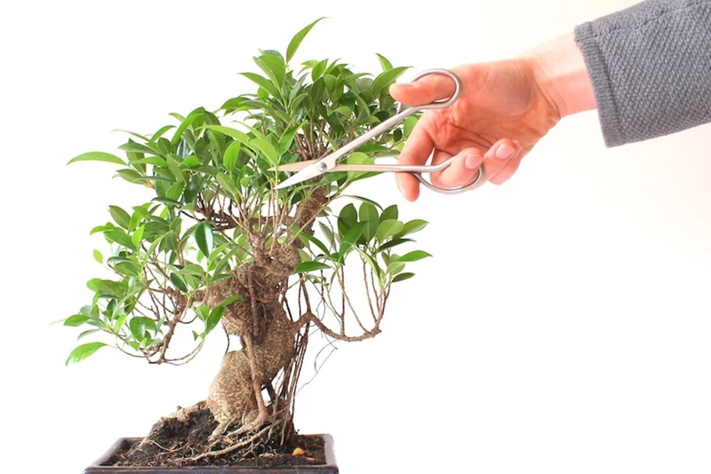 Hai kỹ thuật tạo thế và tạo hình quan trọng nhất cho cây Bonsai