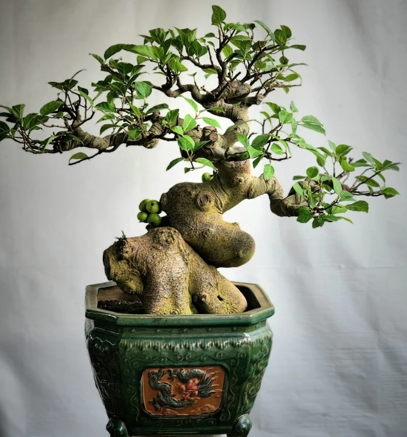 Cây sung bonsai: Kỹ thuật trồng và các cách tạo dáng cây đẹp