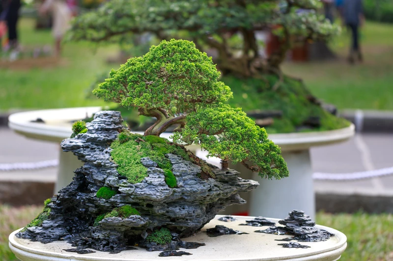 Ý nghĩa và biểu tượng của cây Bonsai