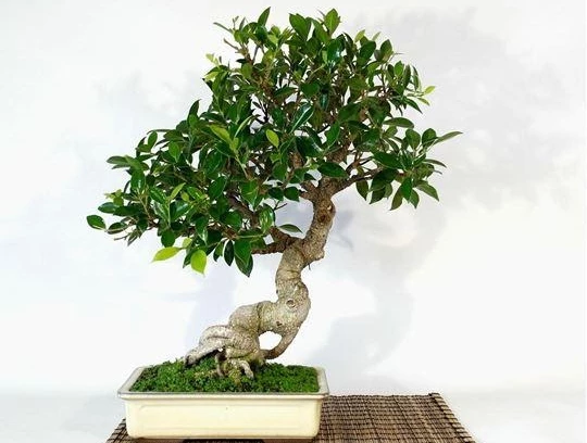 Kỹ thuật giúp cây bonsai mini lớn nhanh, ra nhiều cành hơn