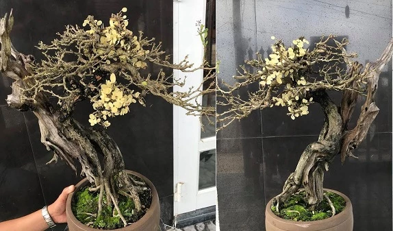 Kỹ thuật chăm sóc để hồi sinh một cây bonsai sắp chết