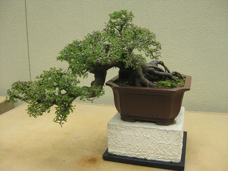 Cây du Trung Quốc bonsai: Loại cây có vẻ ngoài tuyệt đẹp, dáng linh hoạt và dễ chăm sóc