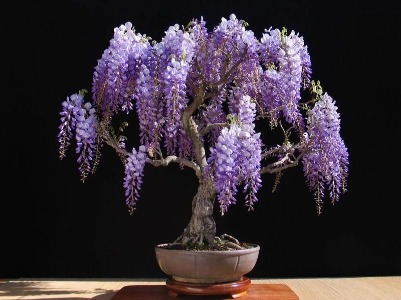 Kỹ thuật chăm sóc cây cảnh Jacaranda xanh