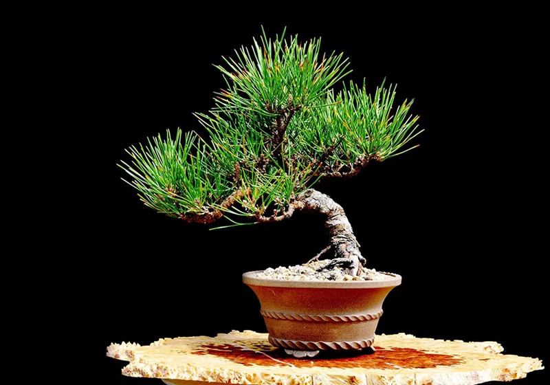 Cây thông đen: Cây bonsai phổ biến nhất trong các loại cây cảnh