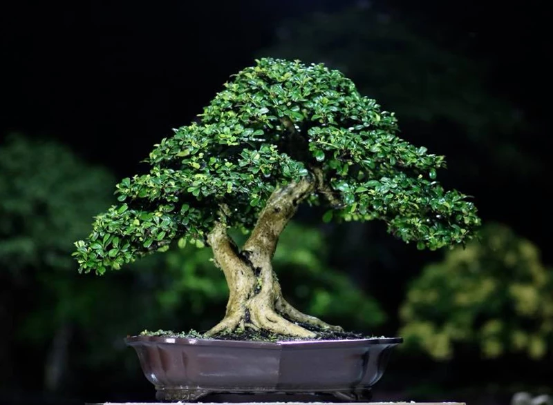 Cây trà Phúc Kiến (Carmona bonsai): Loại cây đẹp thường xuất hiện tại các cuộc thi bonsai