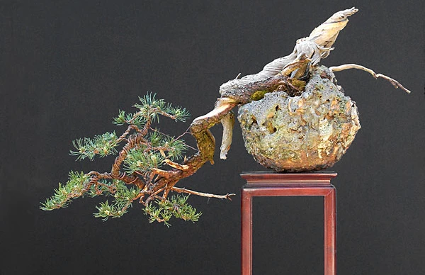 Cây thông lùn Mugo: Lựa chọn tuyệt vời cho người bắt đầu chơi bonsai