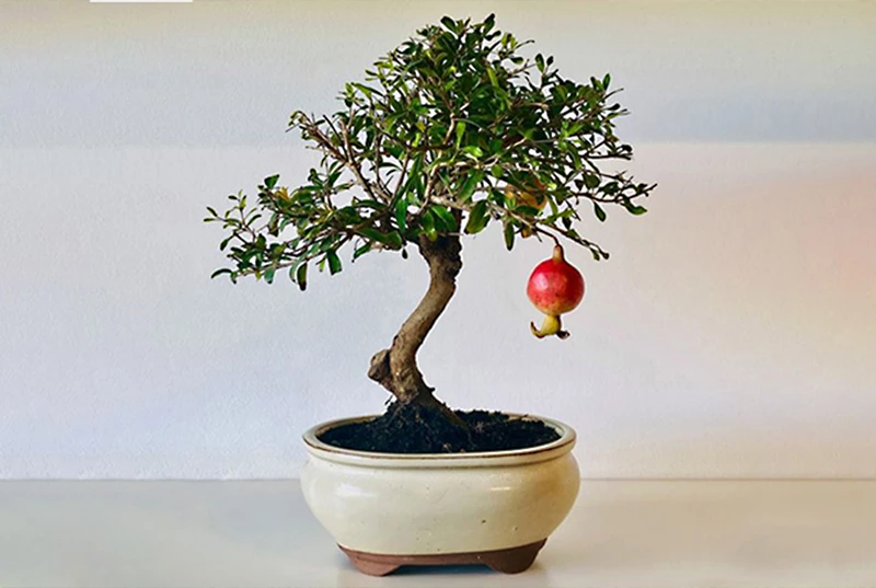 Cách chăm sóc cây lựu lùn bonsai