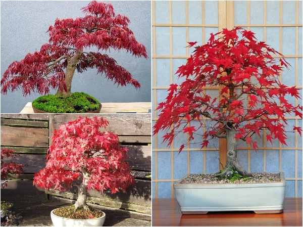 Cây phong lá đỏ Nhật Bản bonsai: Cây hút vượng khí, tiền tài