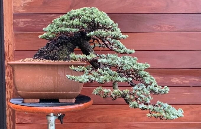 Cây tuyết tùng bonsai: Loại cây mang ý nghĩa đặc biệt