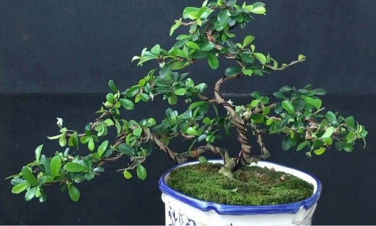 Hướng dẫn cách đi dây, cắt tỉa cây trà Phúc Kiến bonsai