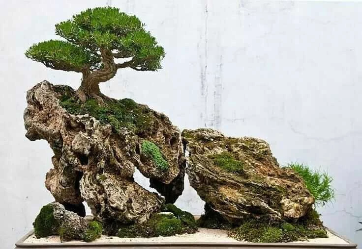 Bí quyết để cây bonsai mọc rễ non trên đá