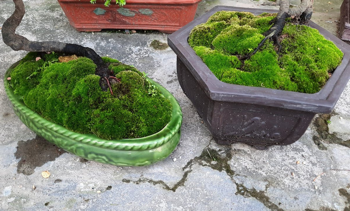 Hướng dẫn cách trồng rêu xanh tốt trên mọi giá thể