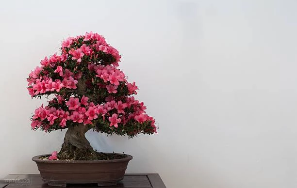 Đỗ quyên Satsuki bonsai: Loài cây bụi có hoa rực rỡ nhất