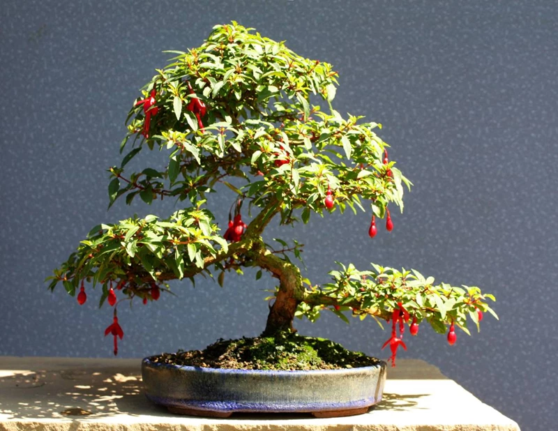 Đặc điểm của cây hoa lồng đèn bonsai