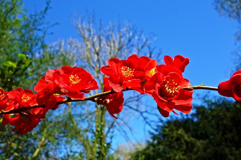 Cây hoa mộc qua bonsai là gì? Cách chăm sóc chi tiết