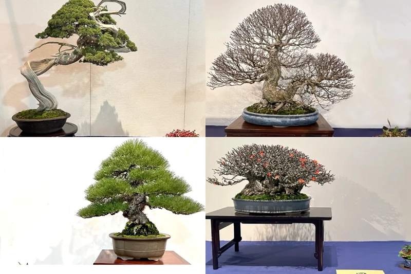 Mãn nhãn tuyệt tác bonsai trong triển lãm Cây cảnh Kokufu tại Nhật Bản