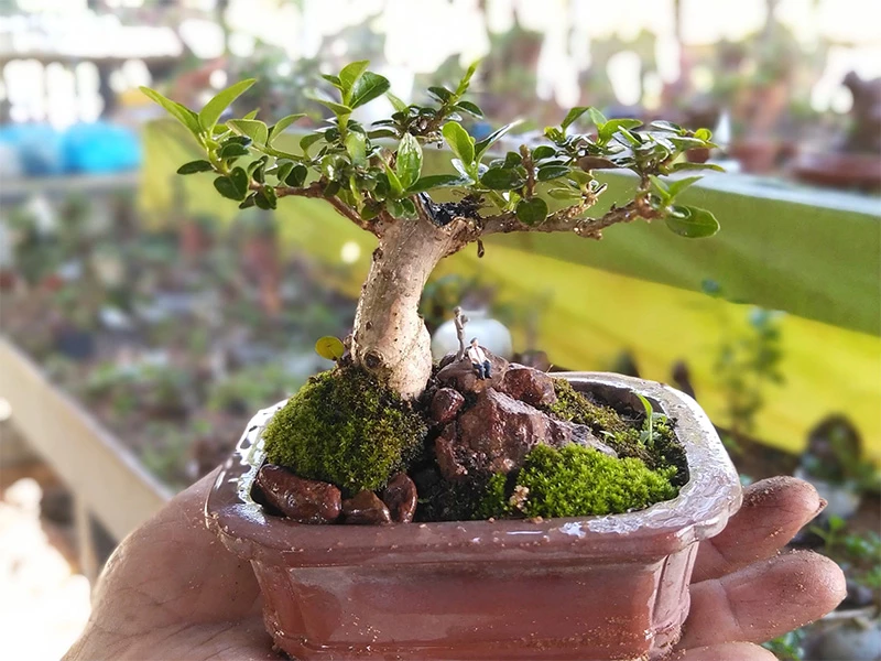 Cách nhanh nhất để tạo ra cây bonsai mini