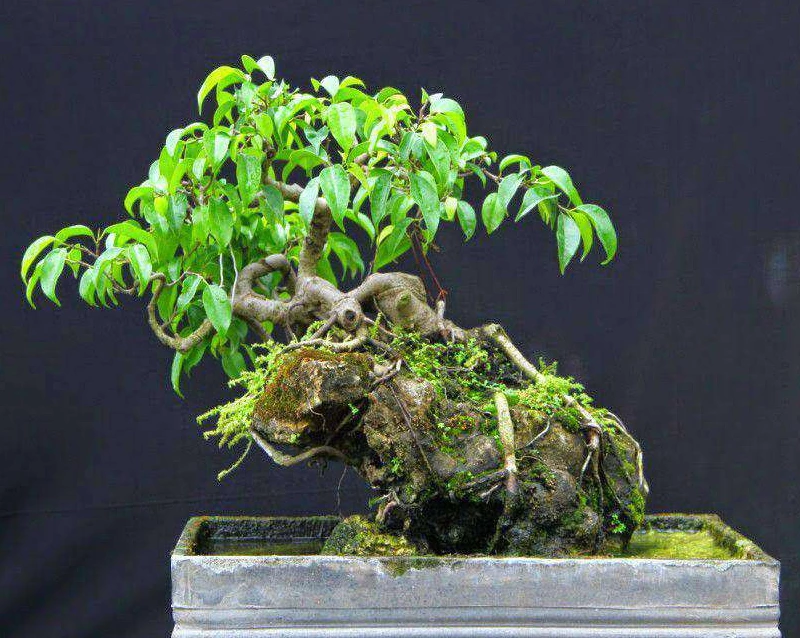 Kỹ thuật chăm sóc cây Sanh bonsai sống khỏe, thế đẹp