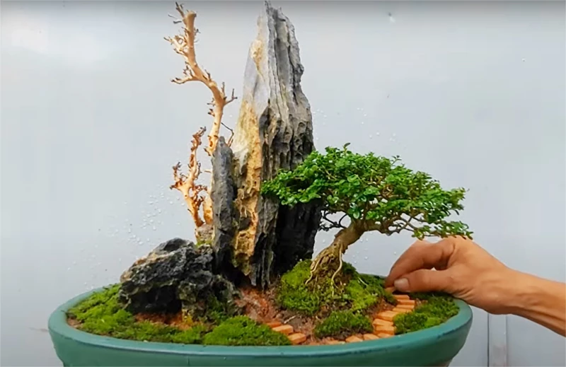 Hướng dẫn cách tạo tiểu cảnh bonsai mini cho người mới bắt đầu