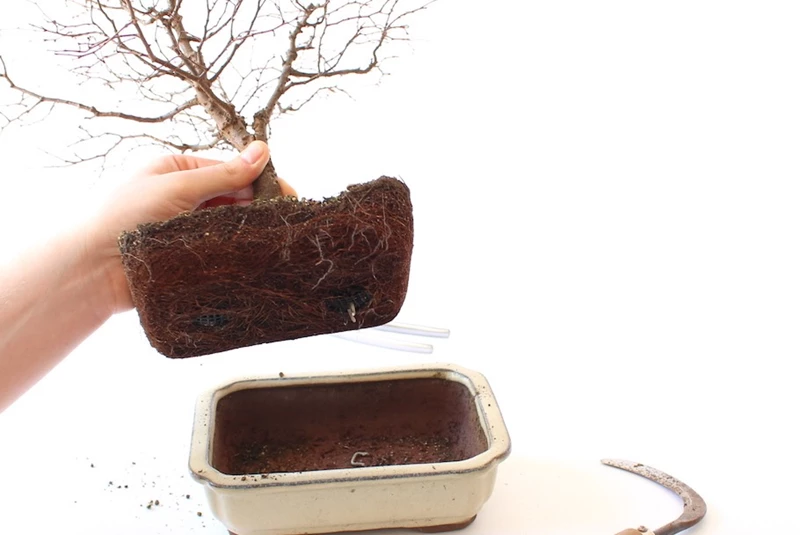 Khi nào nên thay chậu cho cây bonsai?