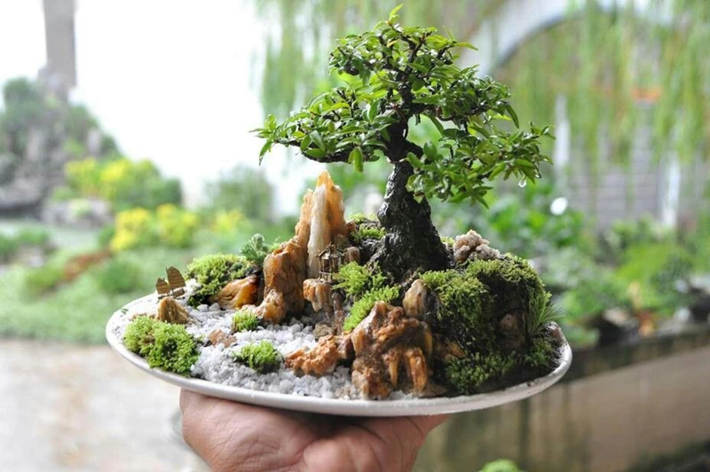 Tiểu cảnh bonsai: Góc thiên nhiên thu nhỏ trong căn nhà