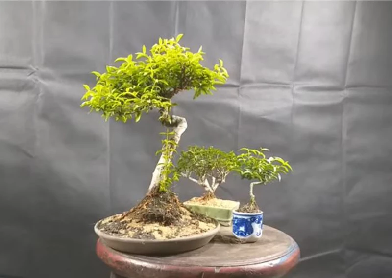 Nên bón phân như thế nào cho cây bonsai siêu mini?