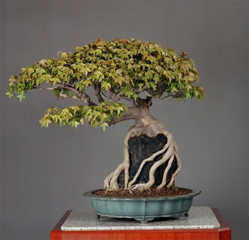 Những điểm cần lưu ý khi làm cây bonsai mini bám đá