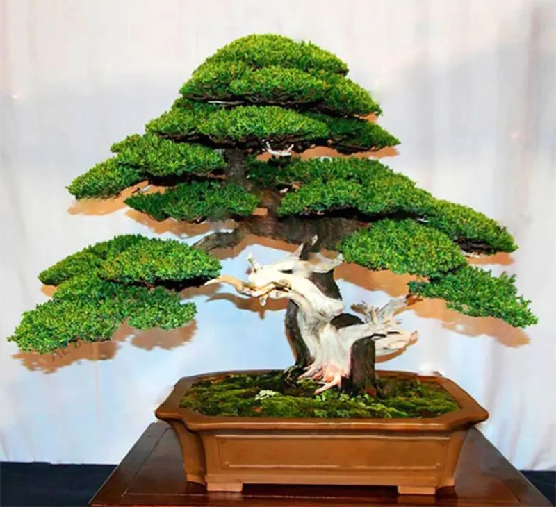 Hướng dẫn chăm sóc cây tùng la hán bonsai