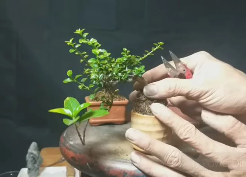 Kỹ thuật nuôi, thuần chậu để cây bonsai siêu mini sống tốt