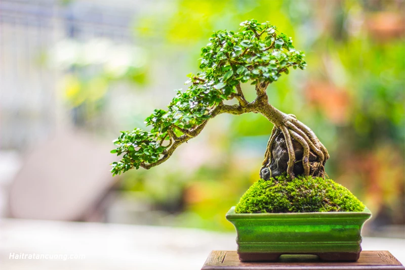 Kỹ thuật lựa chọn và chăm sóc cây bonsai trong nhà