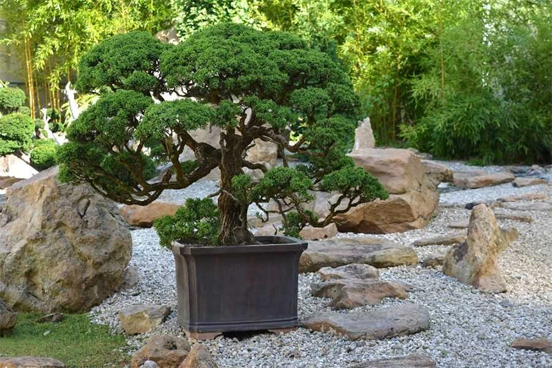 Hướng dẫn cách lựa chọn và chăm sóc cây bonsai ngoài trời