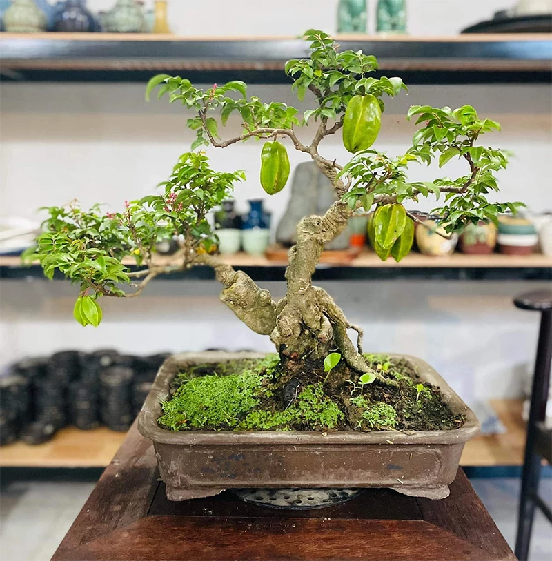 Cách ép chậu cây khế bonsai để cây khỏe mạnh