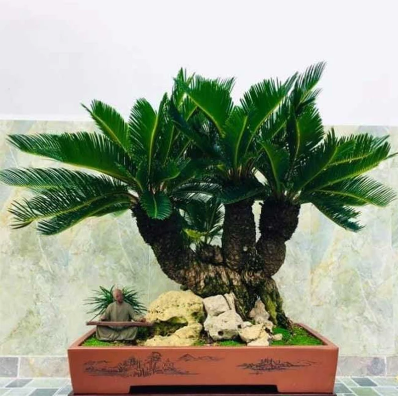 Cách chăm sóc cây vạn tuế bonsai chiêu tài vượng khí