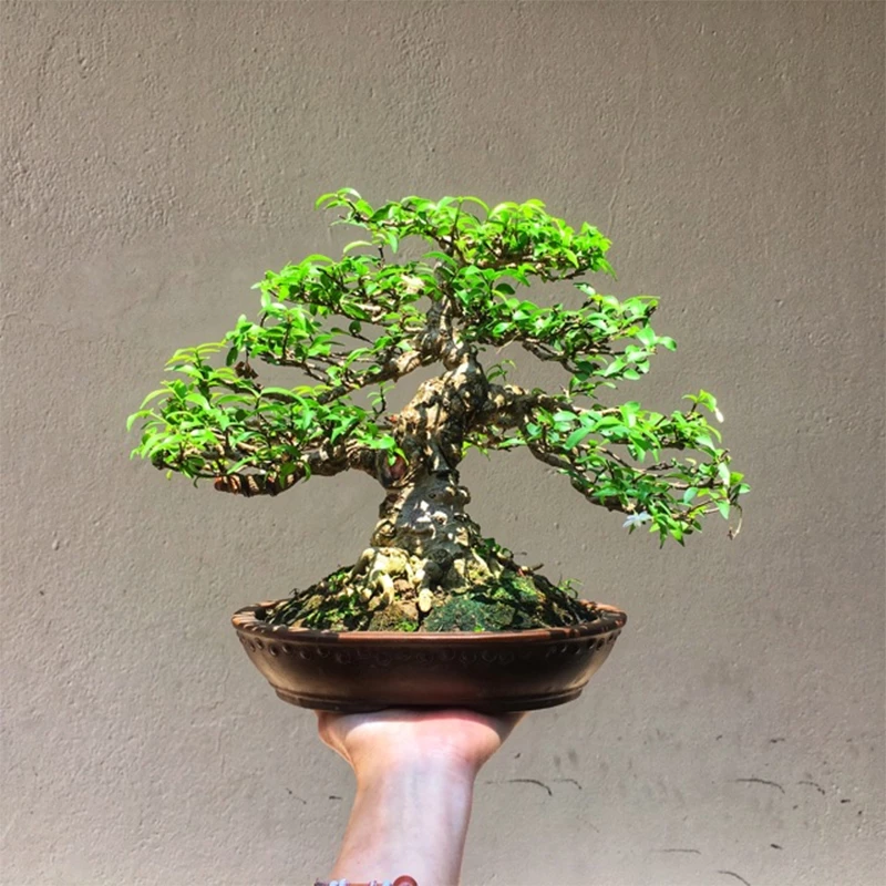 ​​​​​​​Hướng dẫn cách vừa nuôi vừa chơi cây bonsai mini mai chiếu thủy