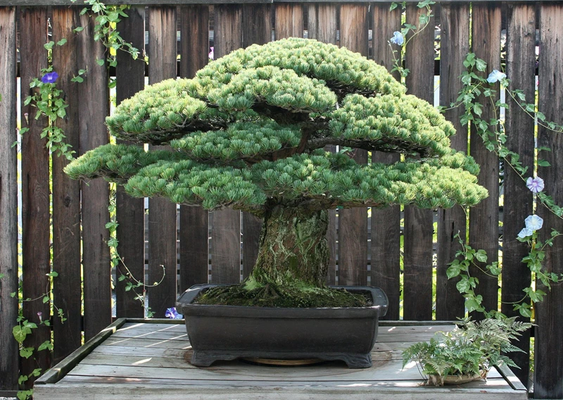 Cận cảnh cây bonsai 400 tuổi, được 5 thế hệ thay nhau chăm sóc