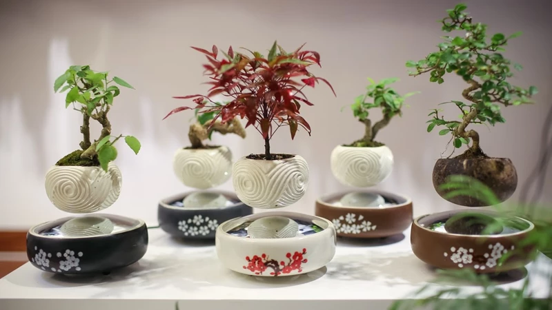 Bonsai bay: Ý tưởng sáng tạo có 1-0-2, khiến ai cũng trầm trồ kinh ngạc