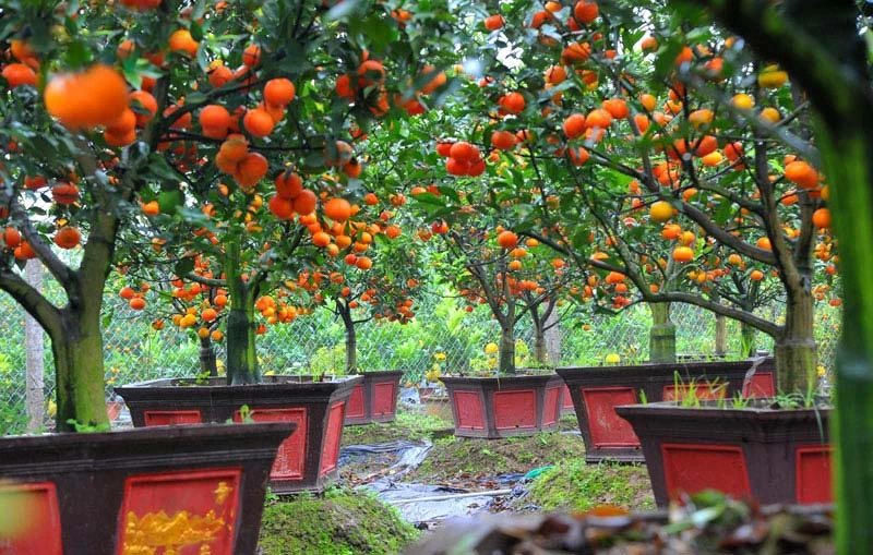 Kỹ thuật trồng và chăm sóc cây cam bonsai vừa chơi cây vừa ăn quả