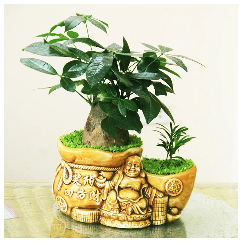 Hướng dẫn chăm sóc cây kim ngân bonsai: Cây hút tiền tài, may mắn