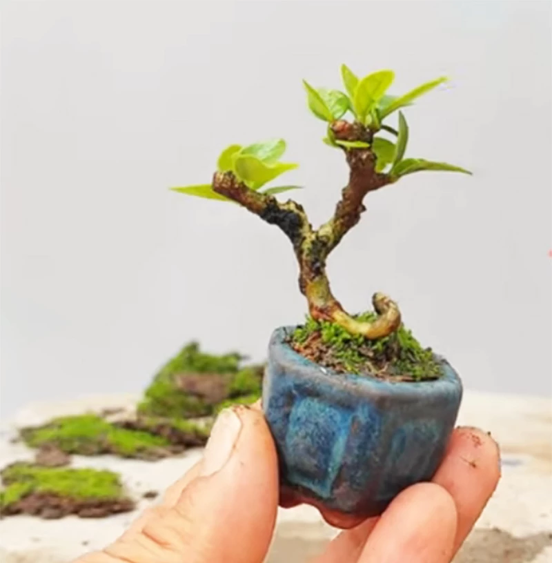 Cách tạo ra cây bonsai siêu mini từ rễ sam núi siêu đơn giản