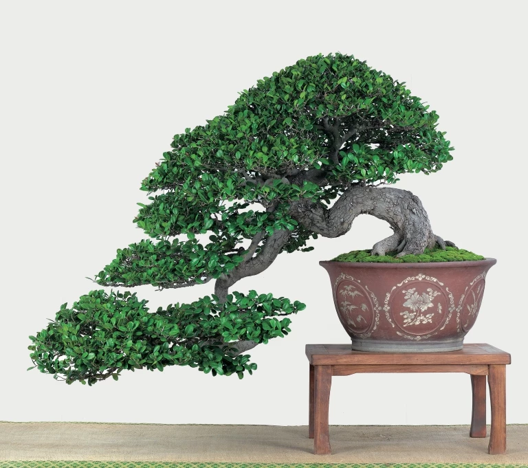 Chi tiết cách tạo dáng thác nước đổ cho cây bonsai