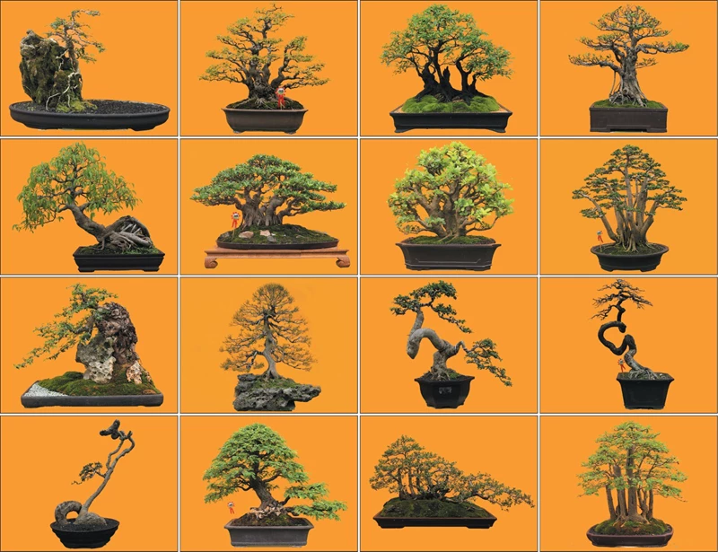 6 lỗi hay gặp khi uốn cây bonsai và cách khắc phục 3